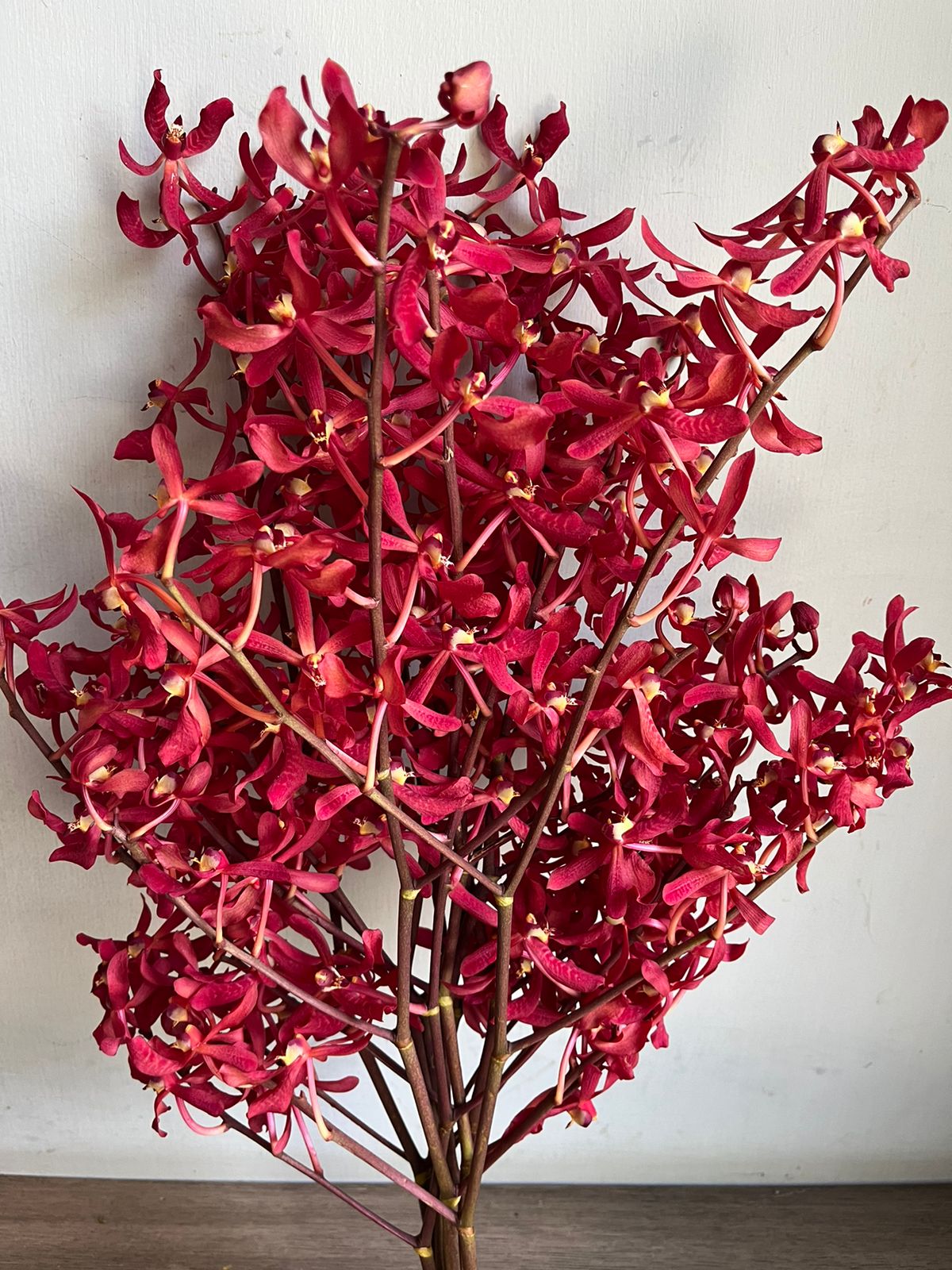 Aranthera Red Orchid