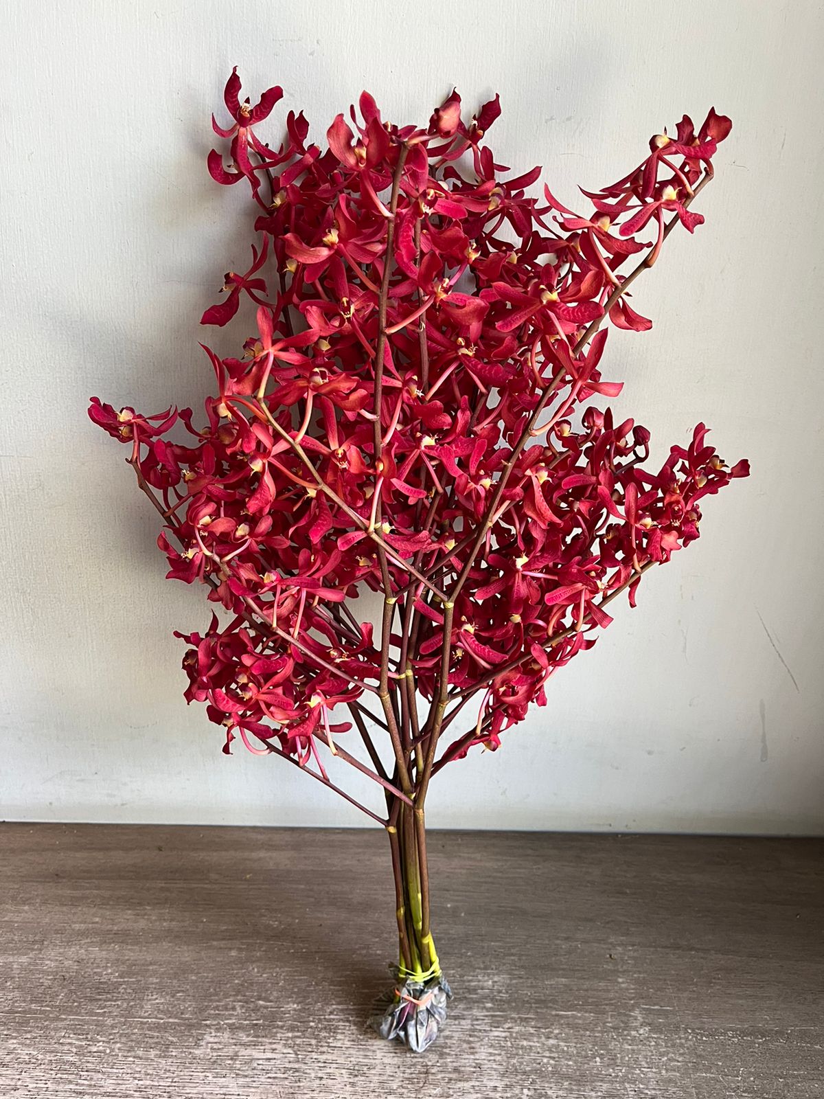 Aranthera Red Orchid