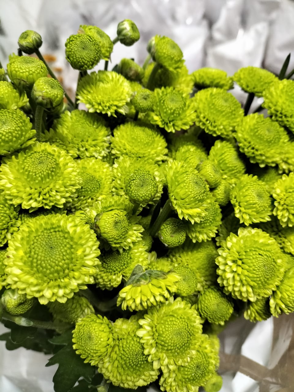 Chrysanthemum