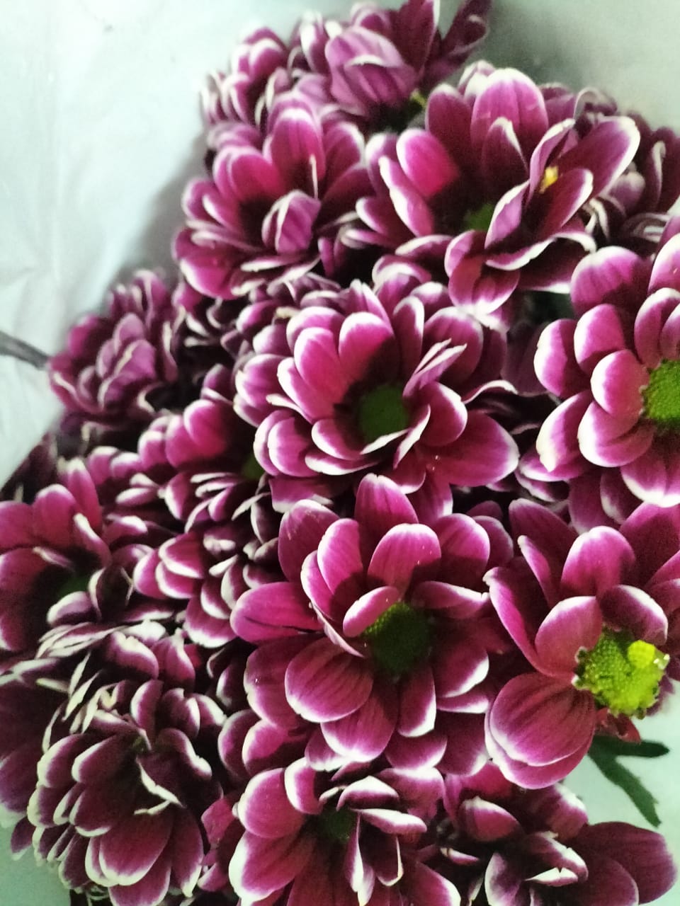 Chrysanthemum