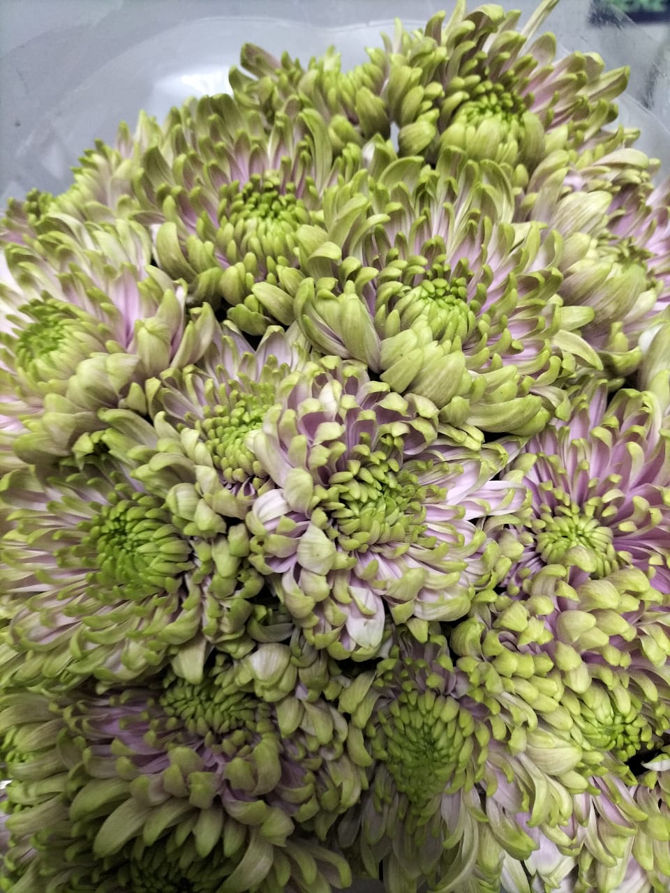 Chrysanthemum