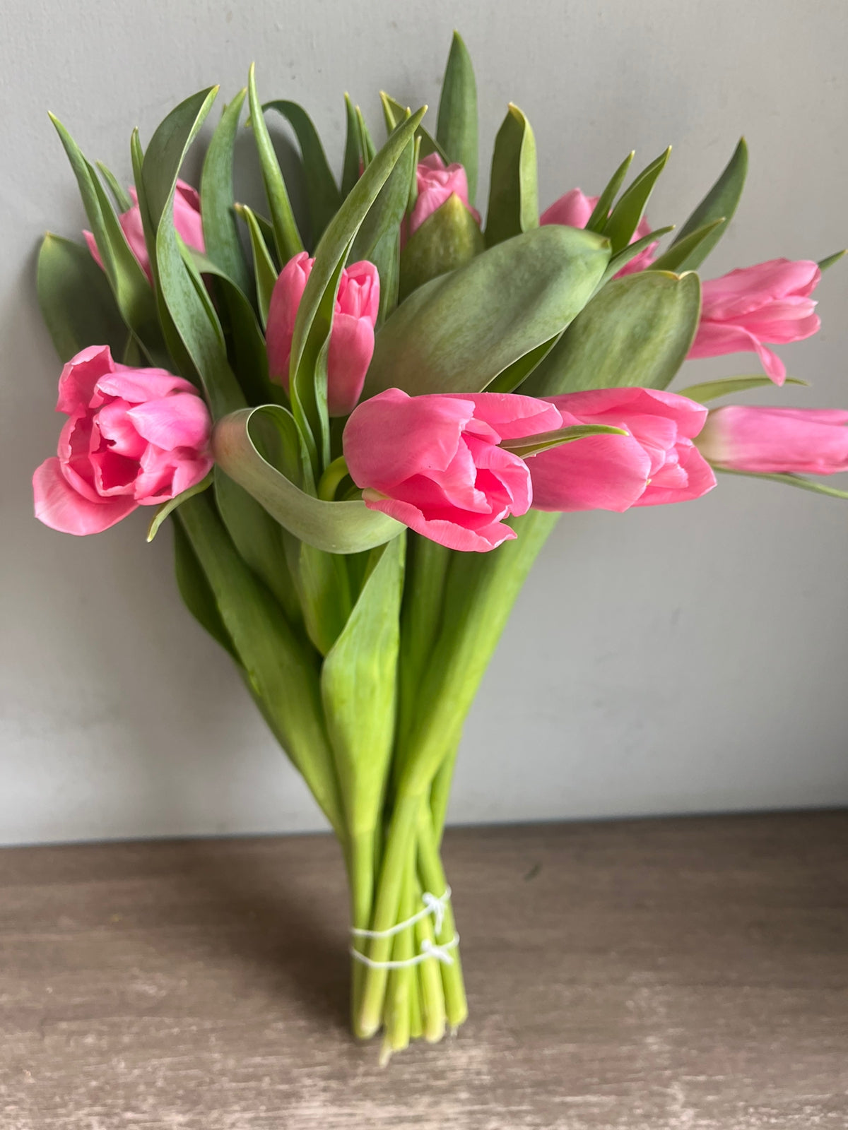 Tulips