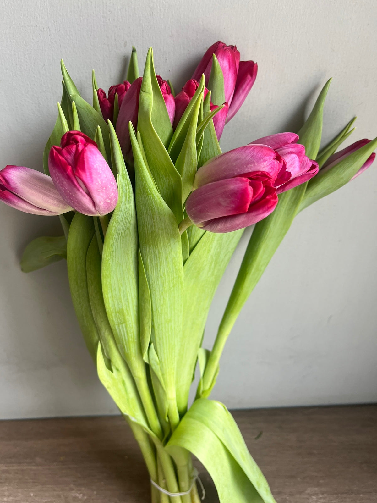 Tulips
