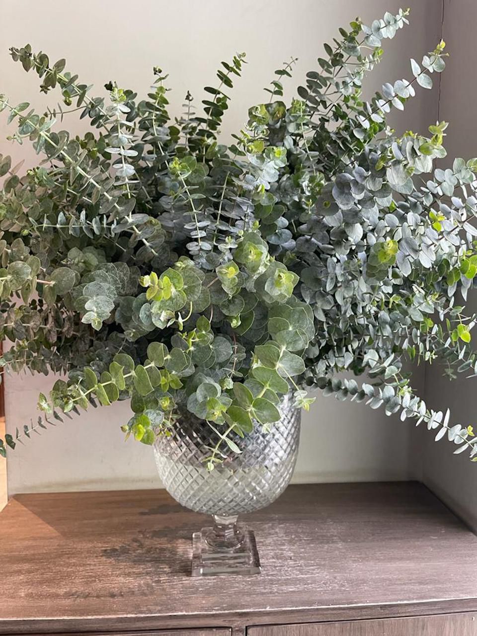 Eucalyptian Dreams