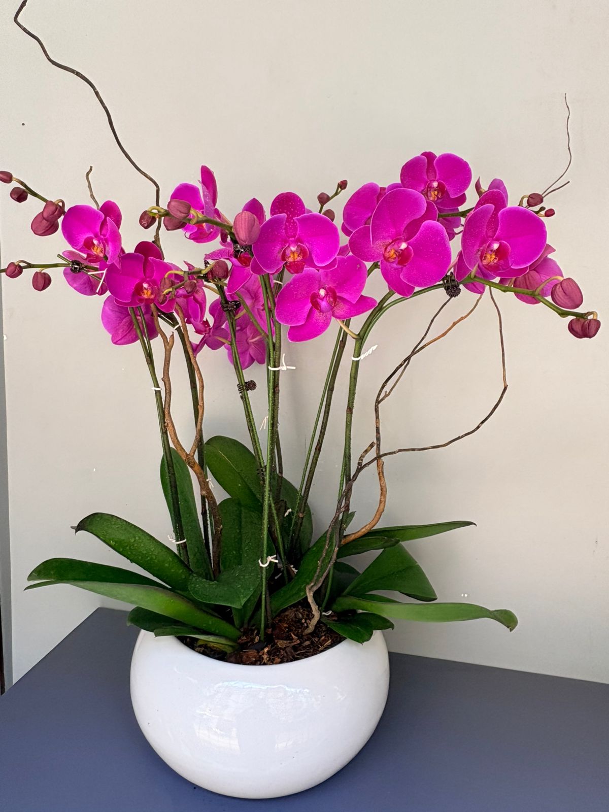 Phalaenopsis Plants - Pink