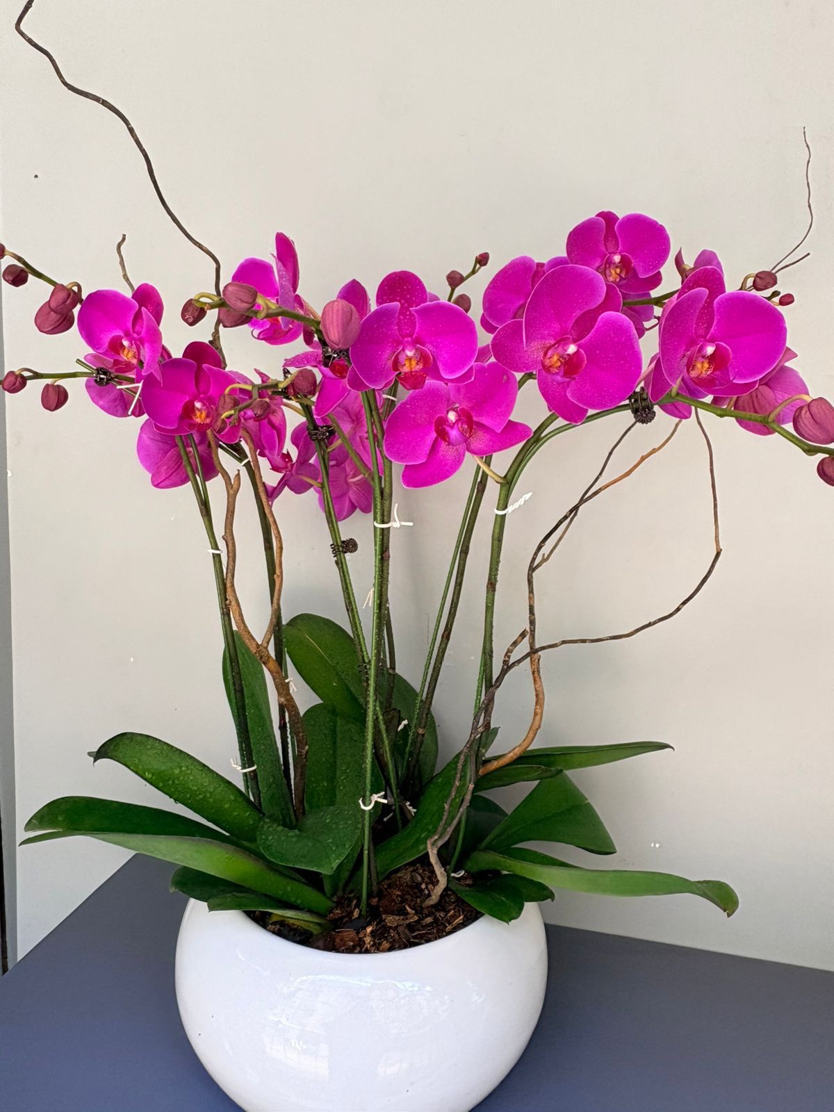 Phalaenopsis Plants - Pink
