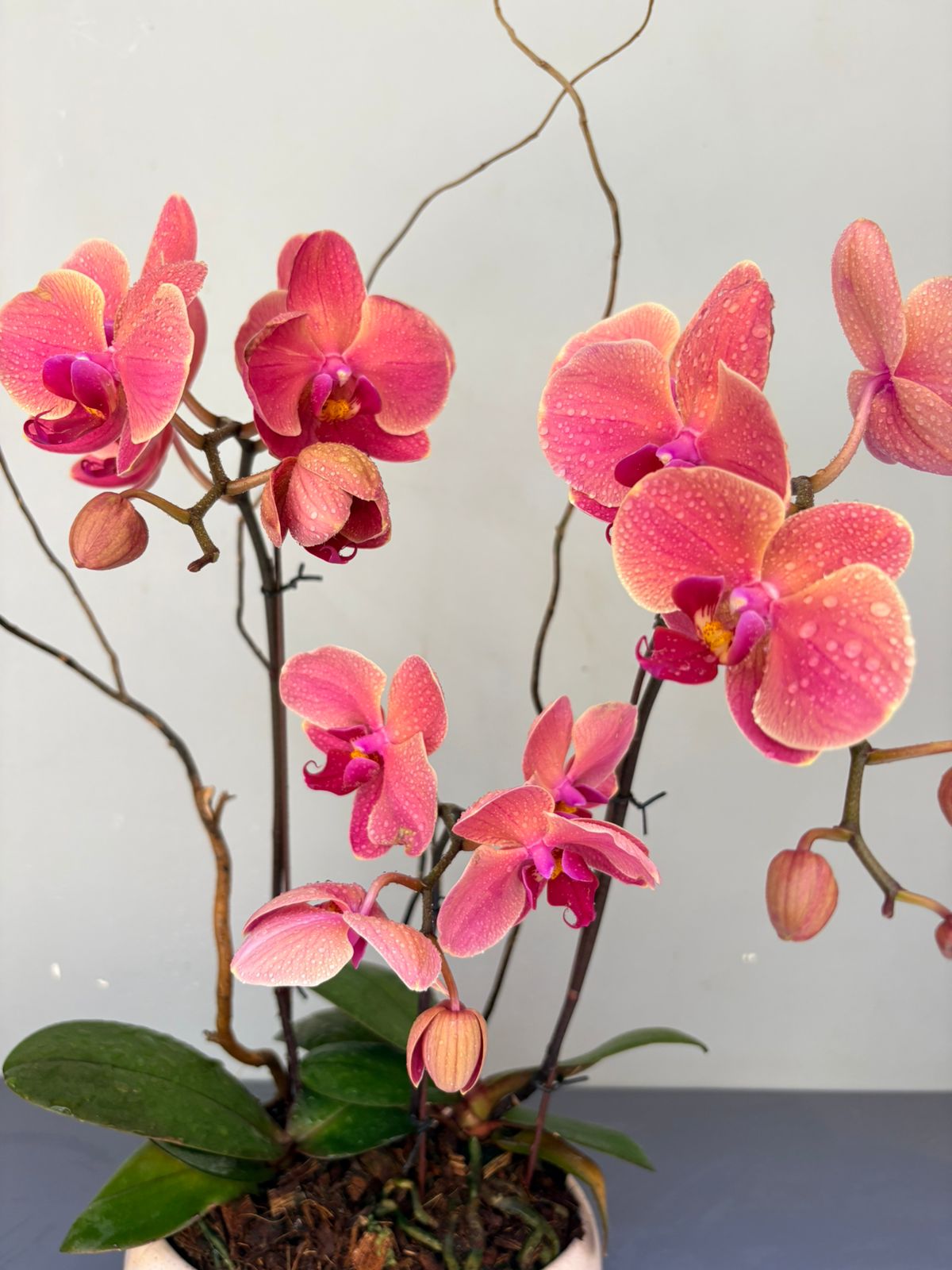 Phalaenopsis Plants - Peach
