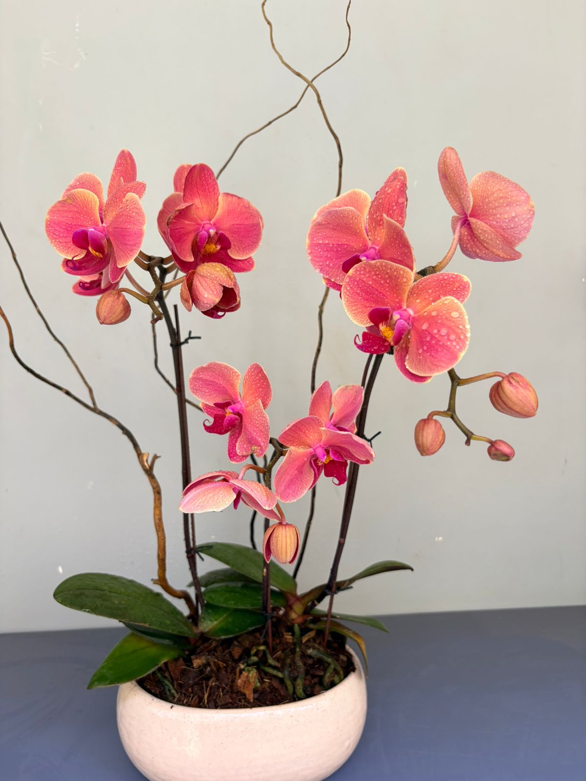 Phalaenopsis Plants - Peach