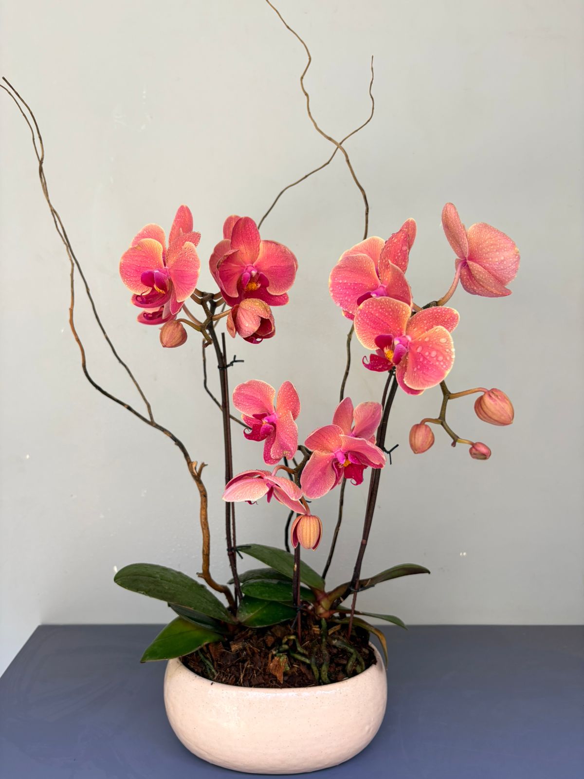 Phalaenopsis Plants - Peach