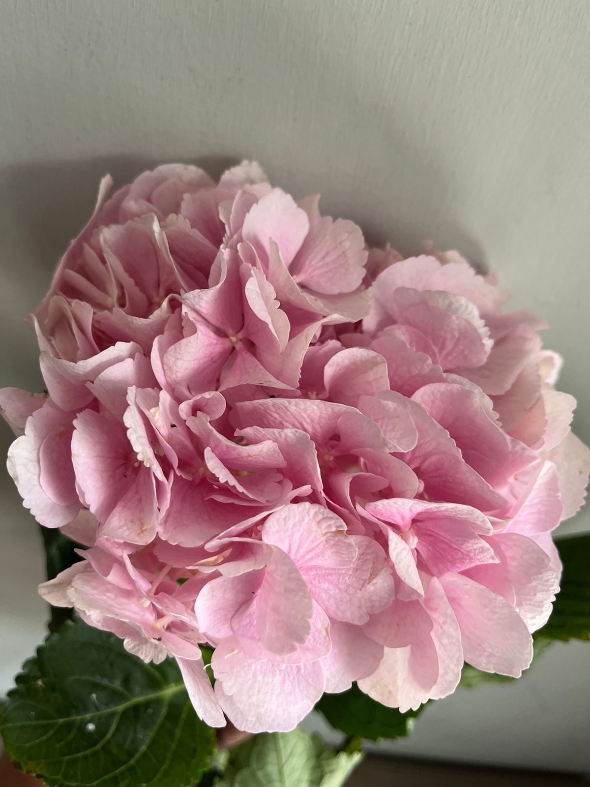 Hydrangea