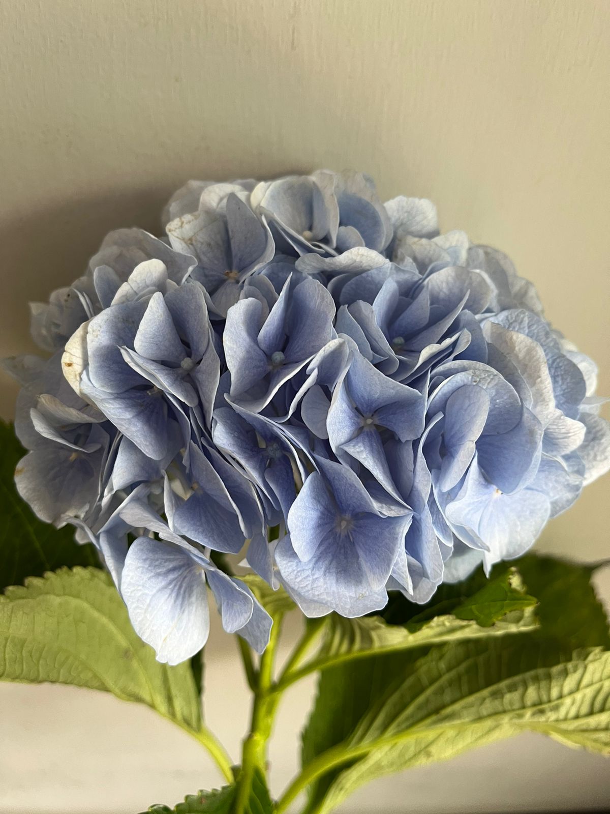 Hydrangea