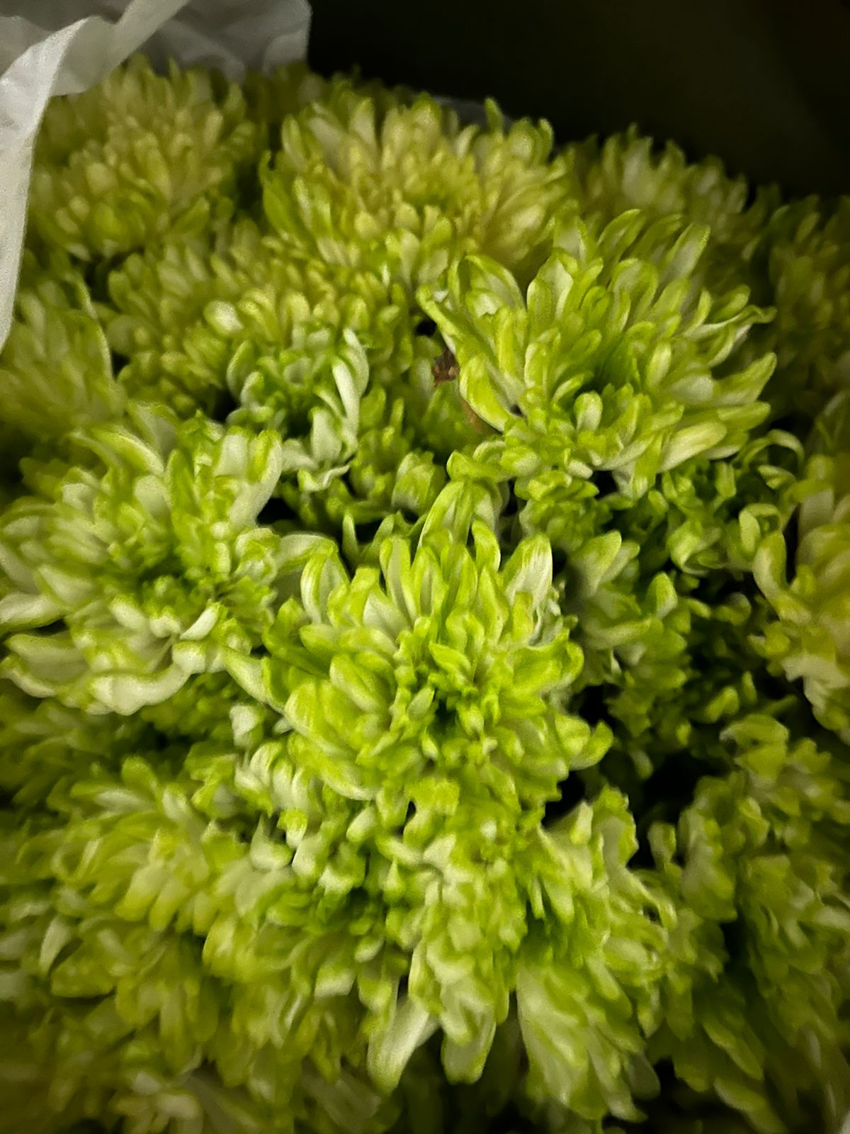 Chrysanthemum
