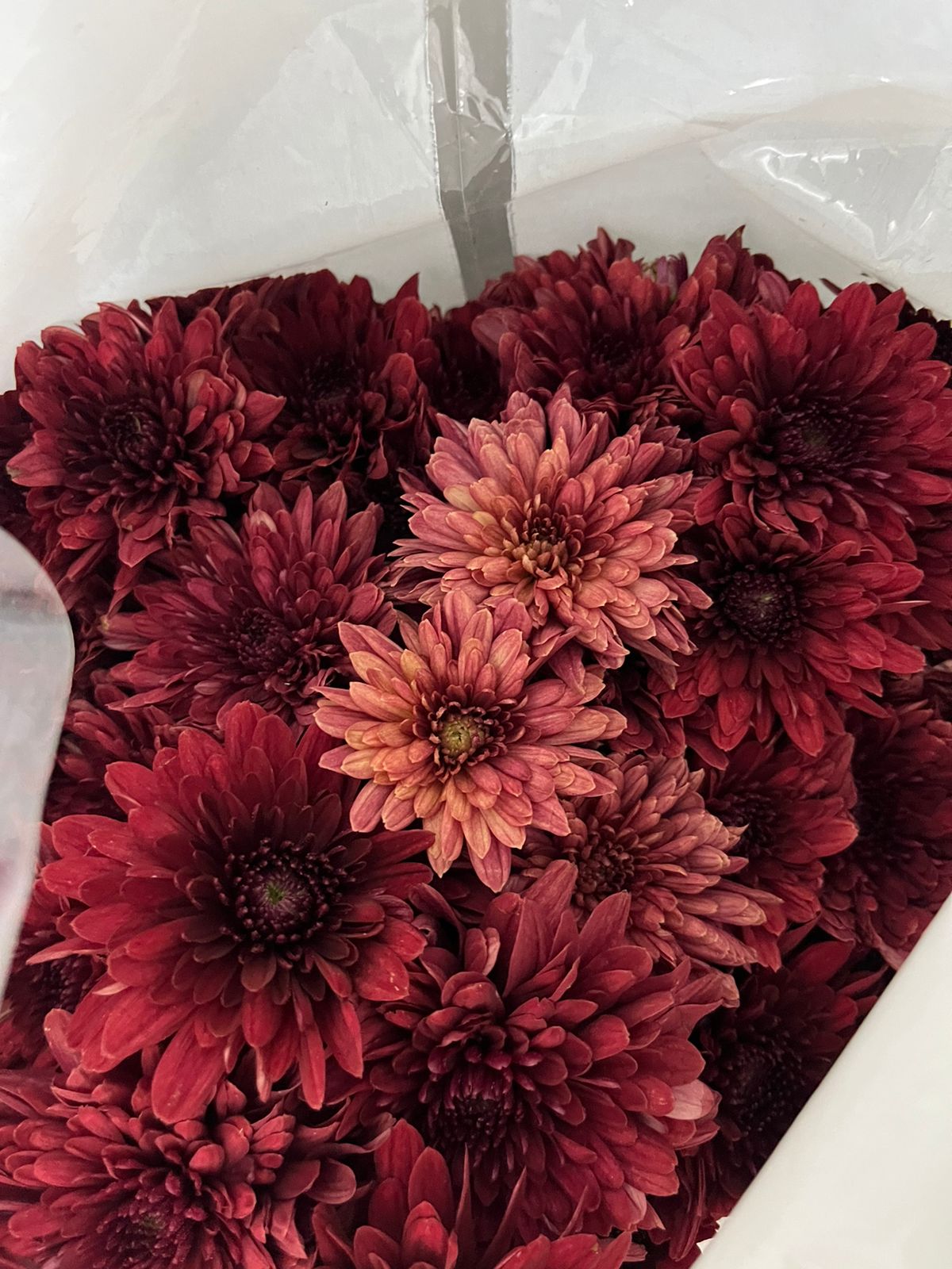 Chrysanthemum