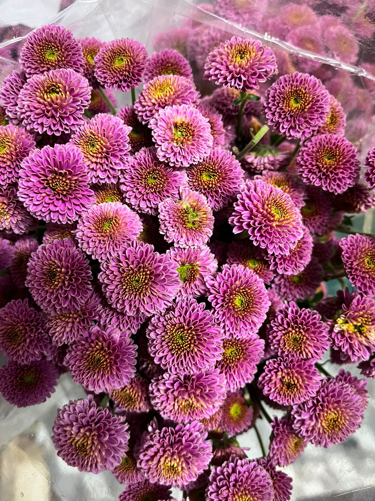 Button Chrysanthemum