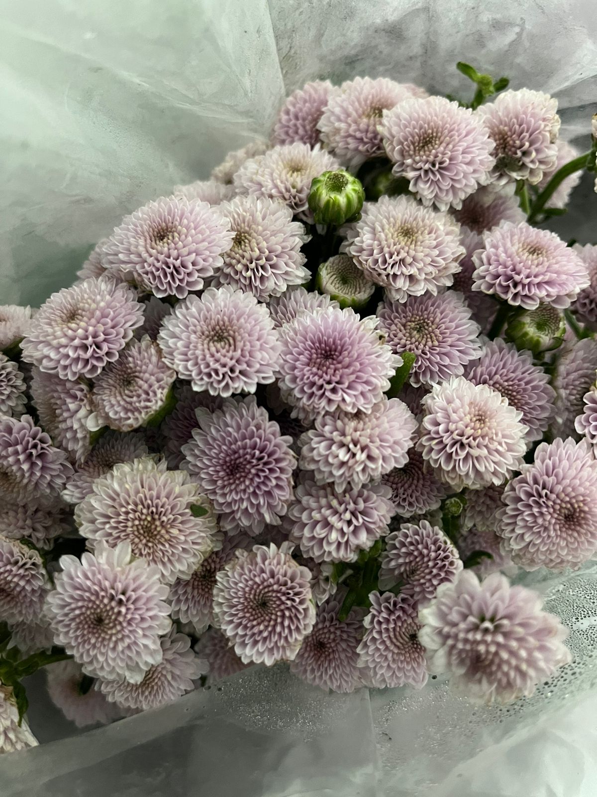 Button Chrysanthemum