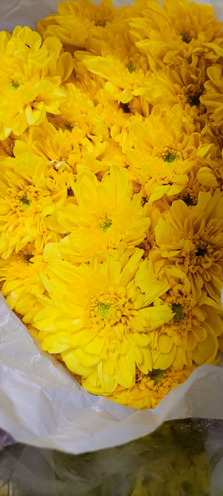 Chrysanthemum