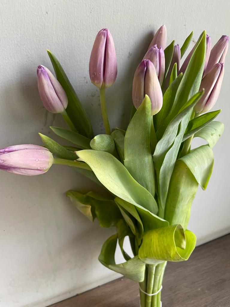 Tulips