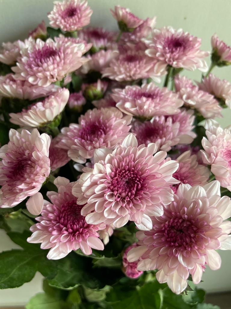 Chrysanthemum