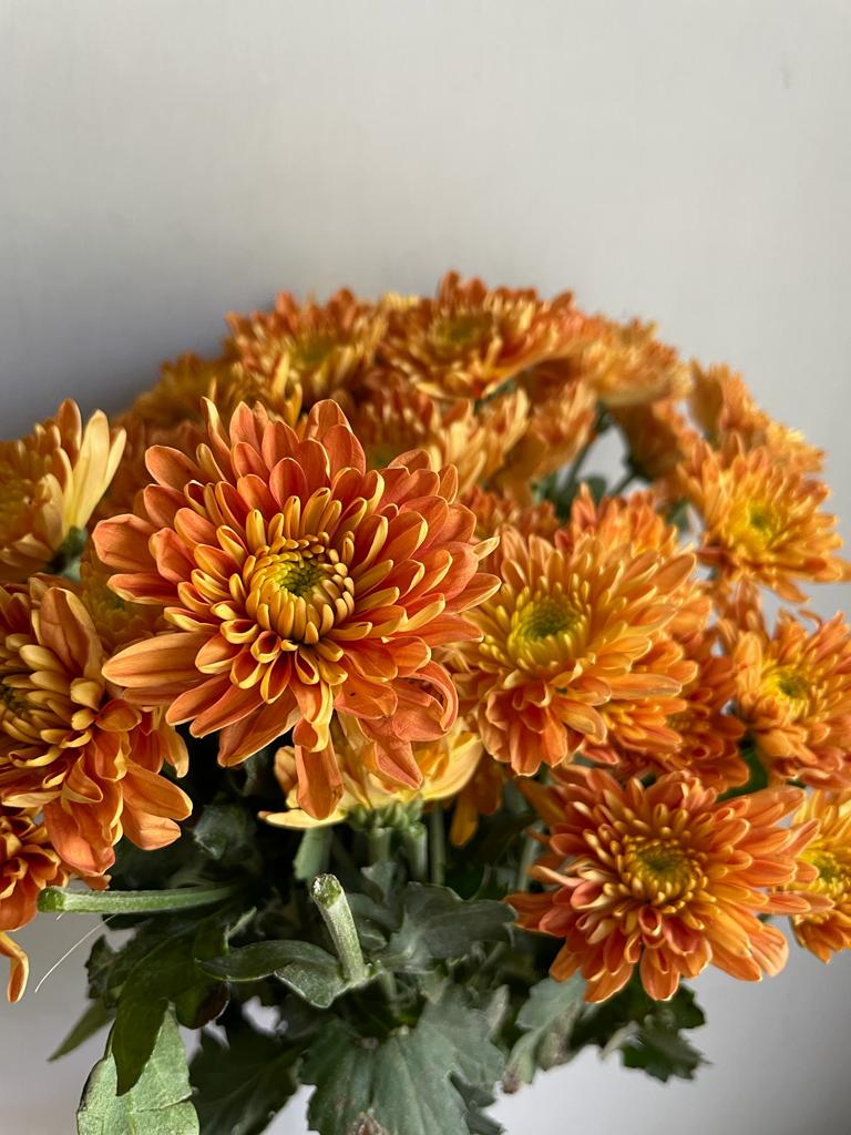 Chrysanthemum