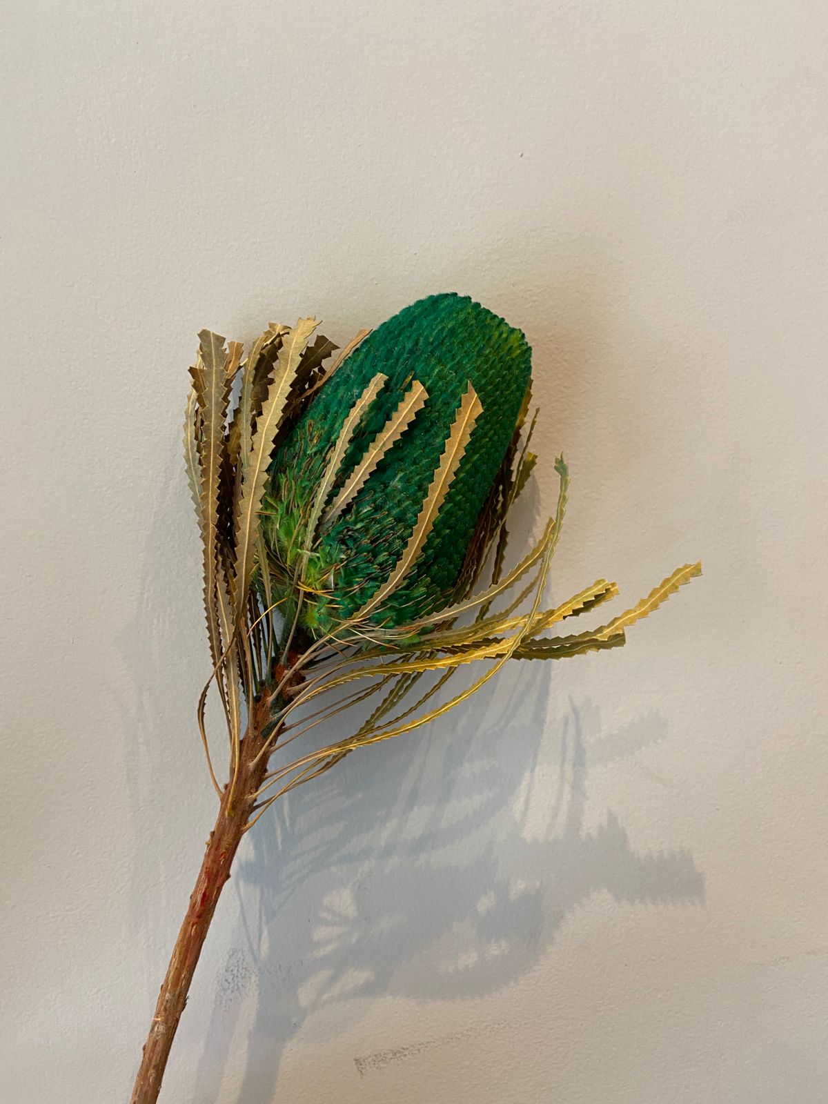 Banksia
