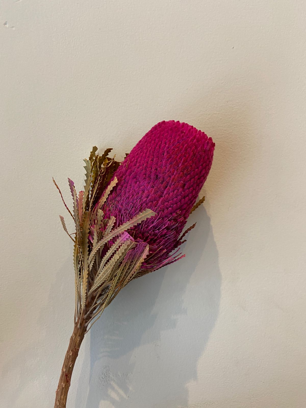Banksia