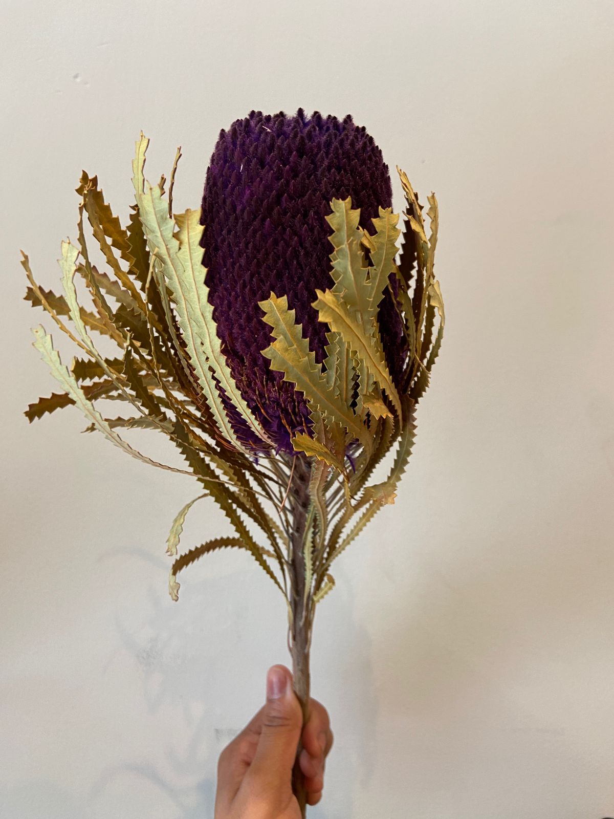 Banksia