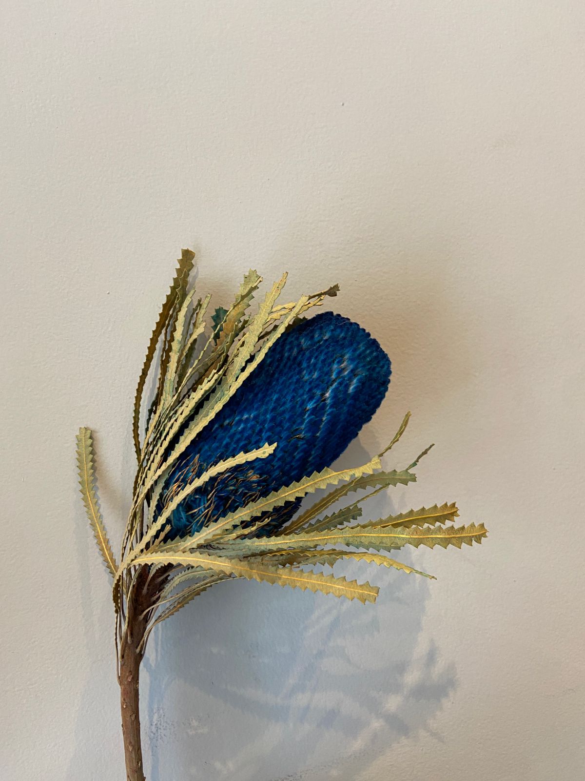 Banksia