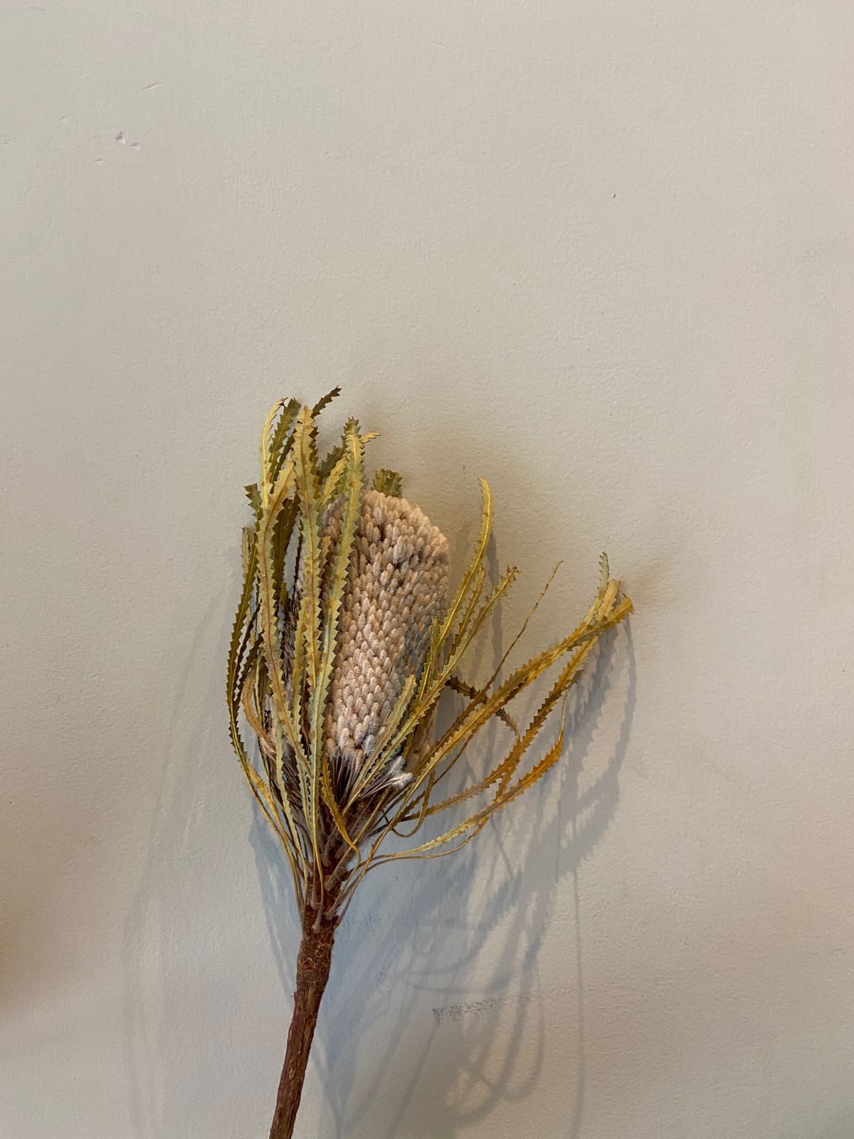 Banksia