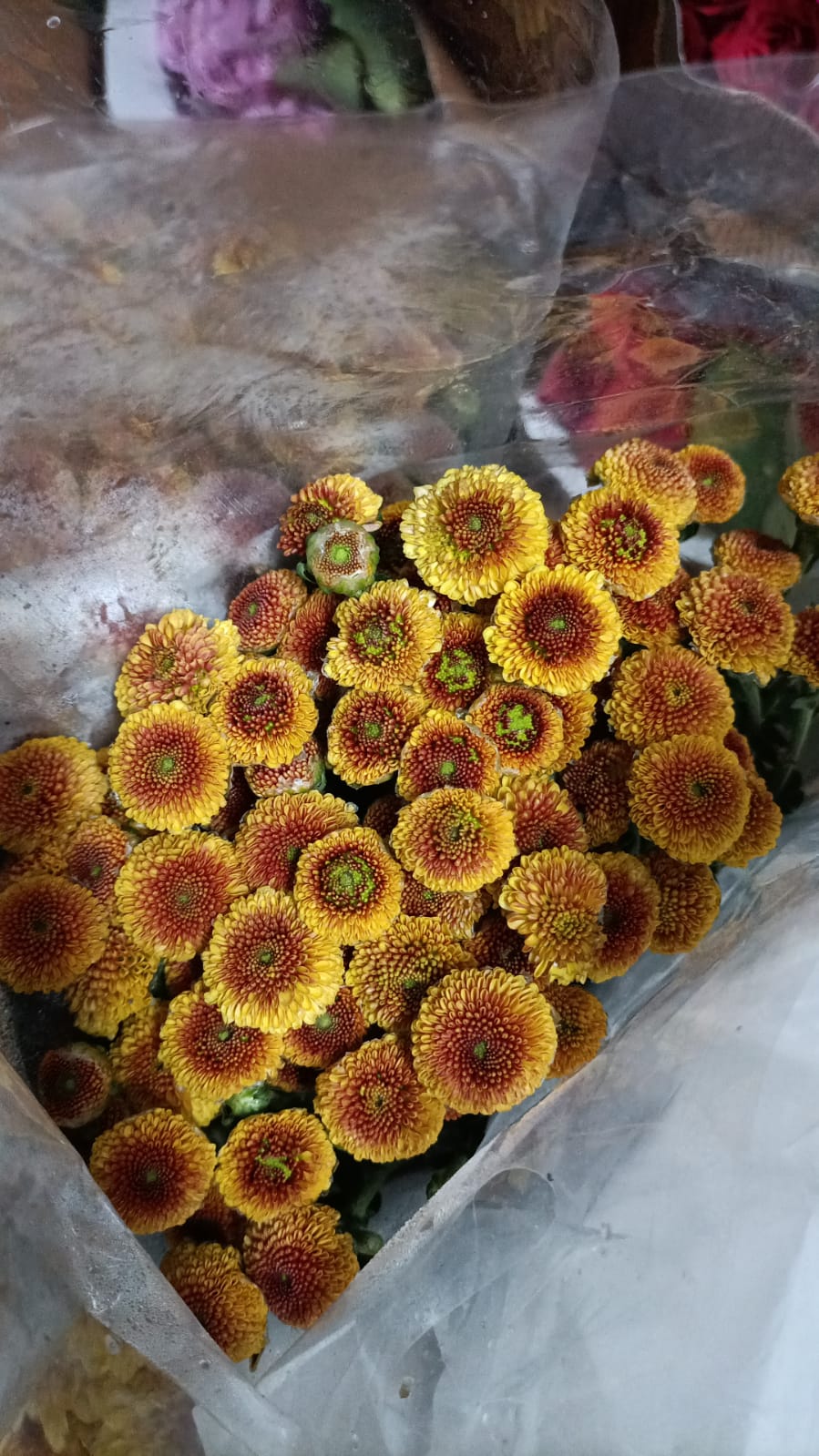 Button Chrysanthemum