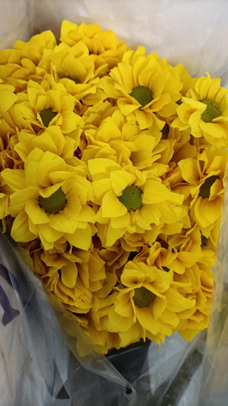 Chrysanthemum