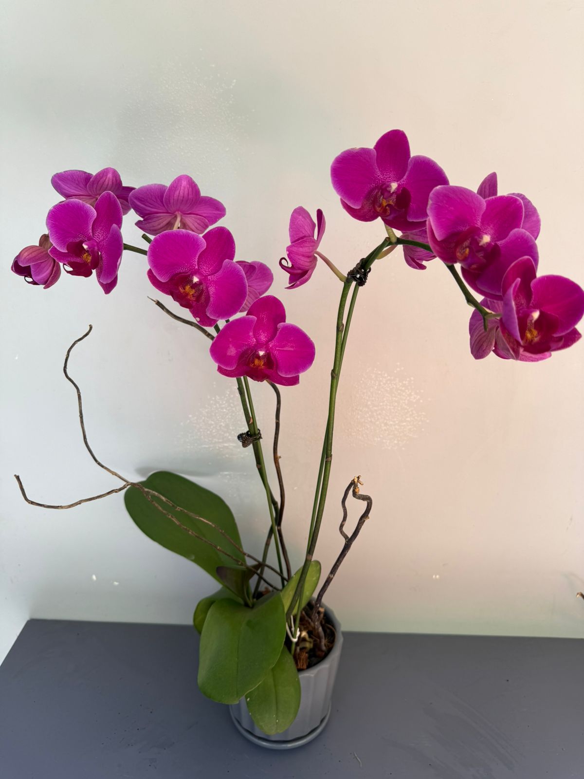 Phalaenopsis Plants - Pink