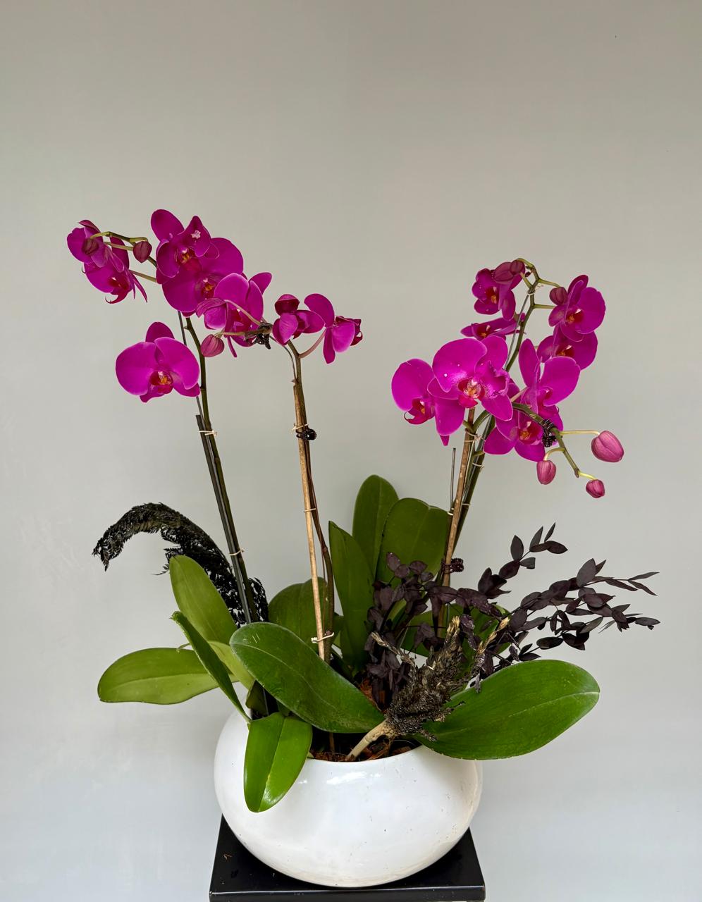 Phalaenopsis pots