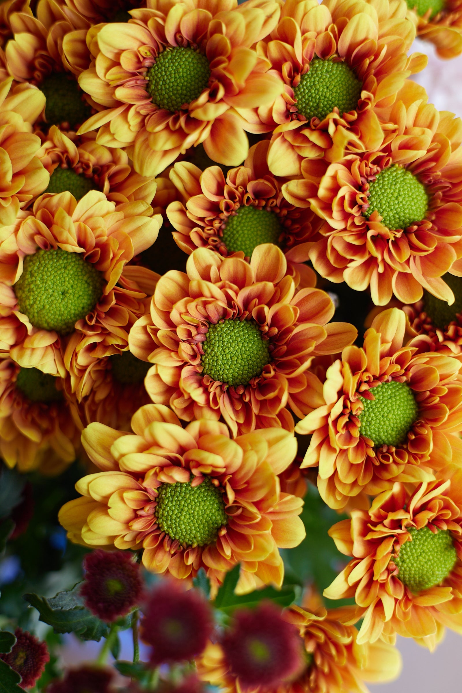 Chrysanthemum
