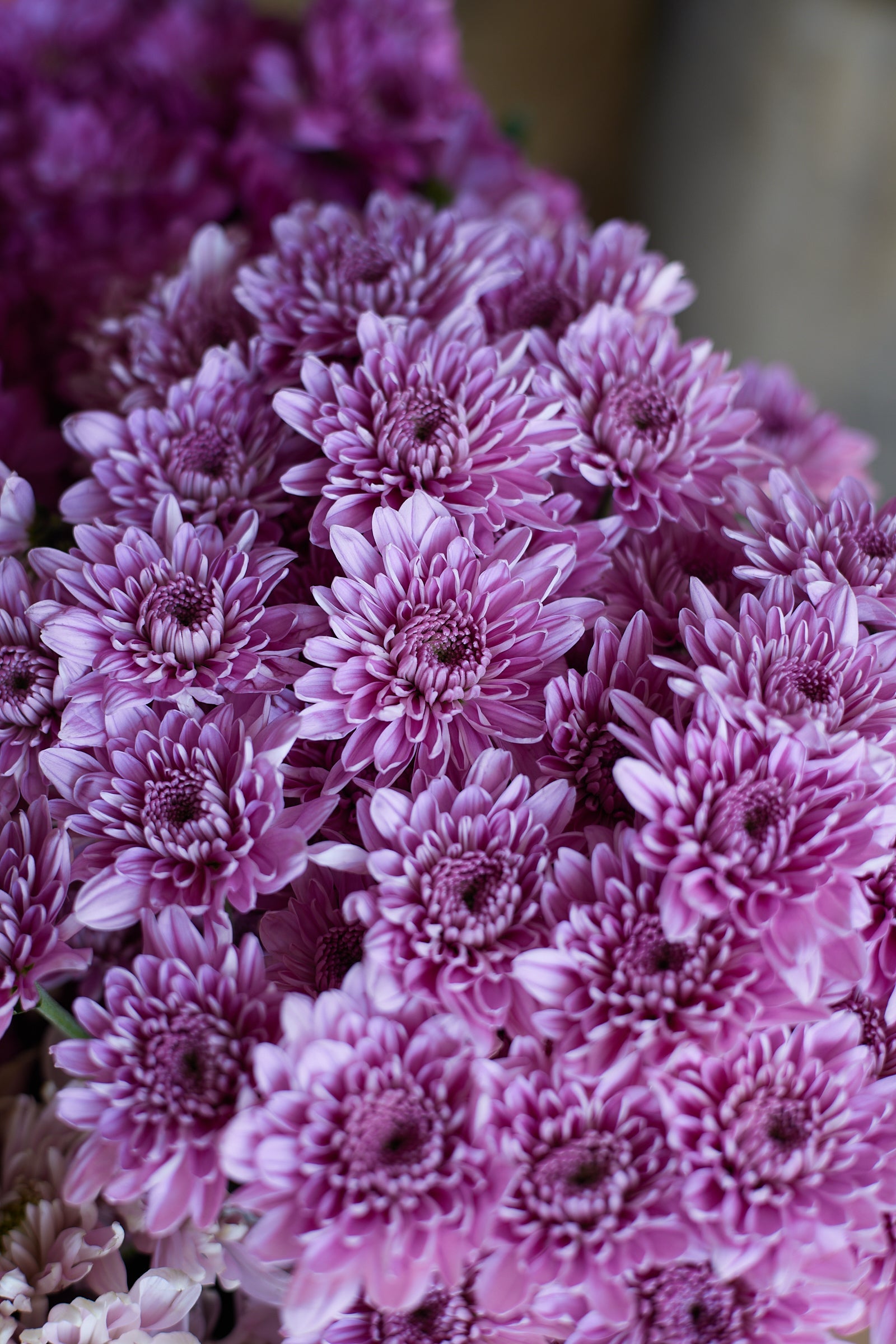 Chrysanthemum