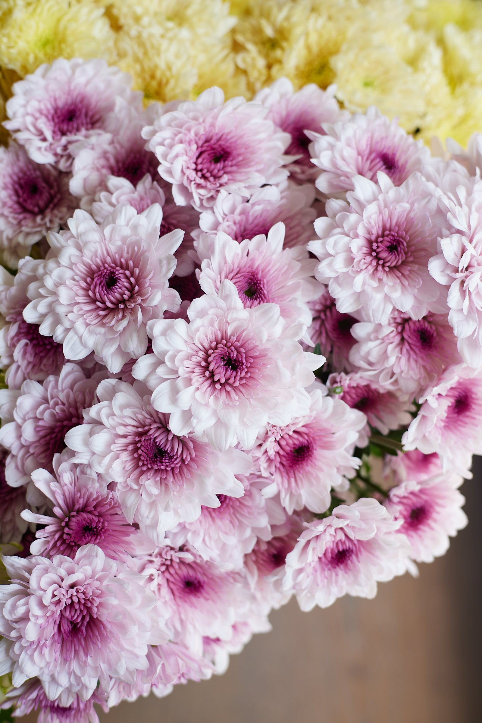 Chrysanthemum