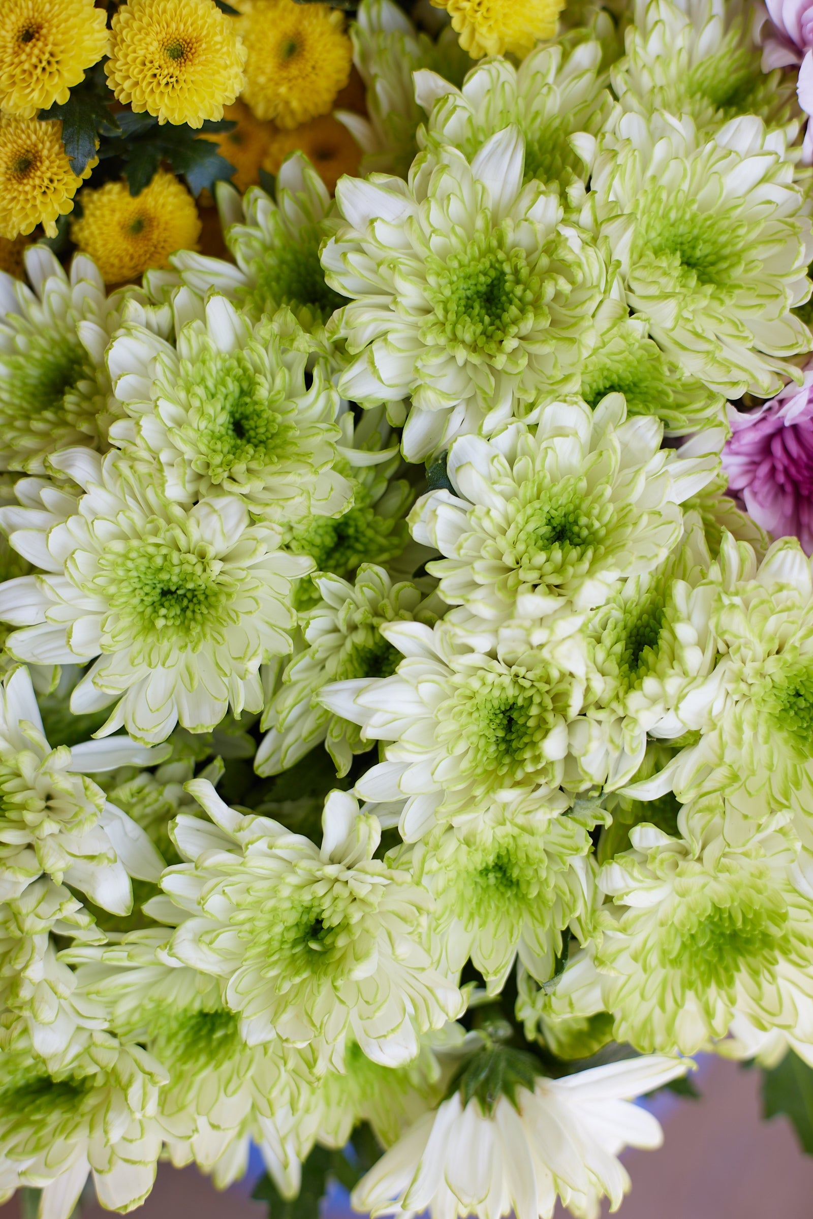 Chrysanthemum
