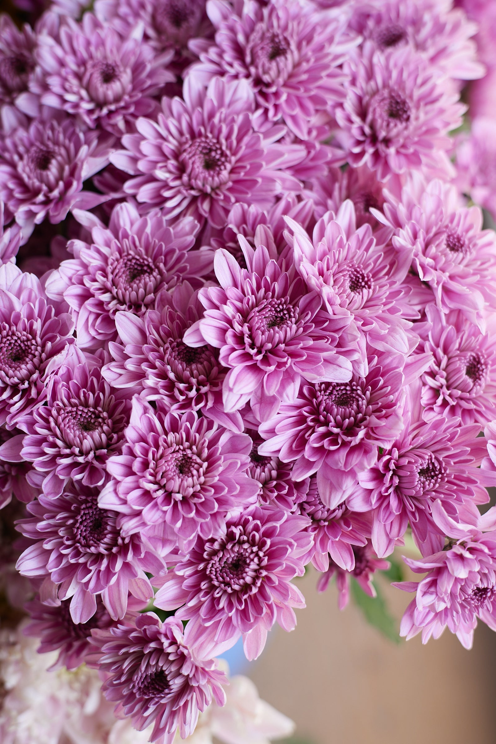 Chrysanthemum
