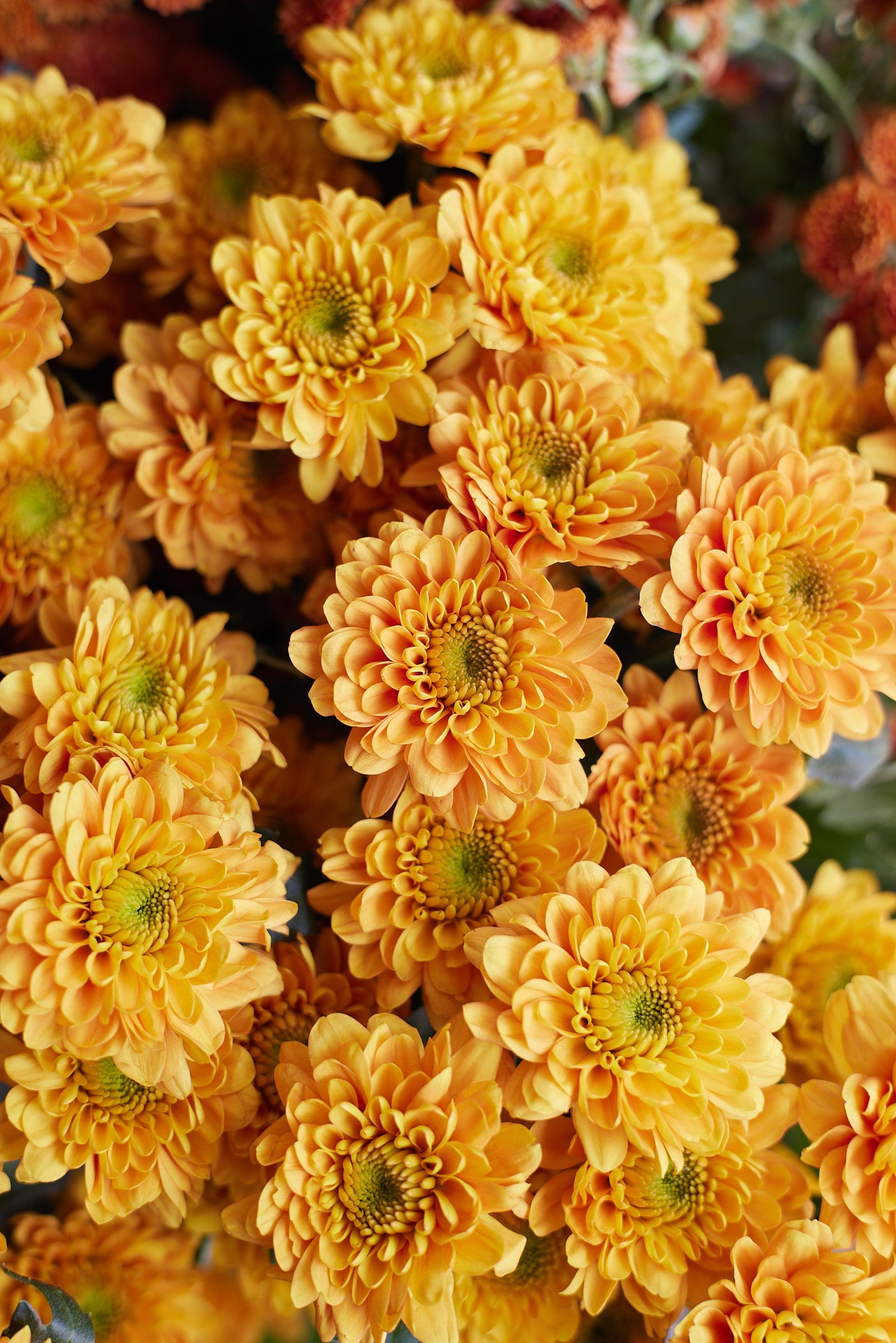 Chrysanthemum