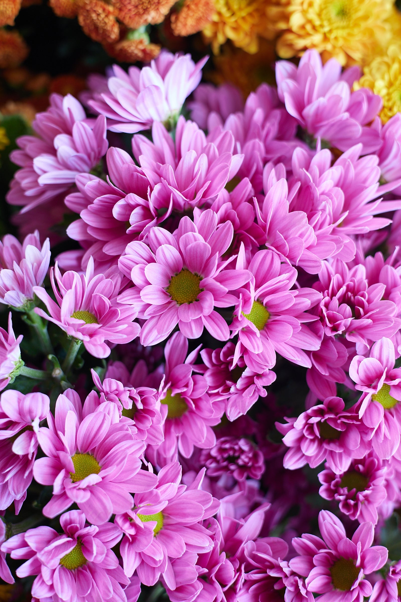 Chrysanthemum