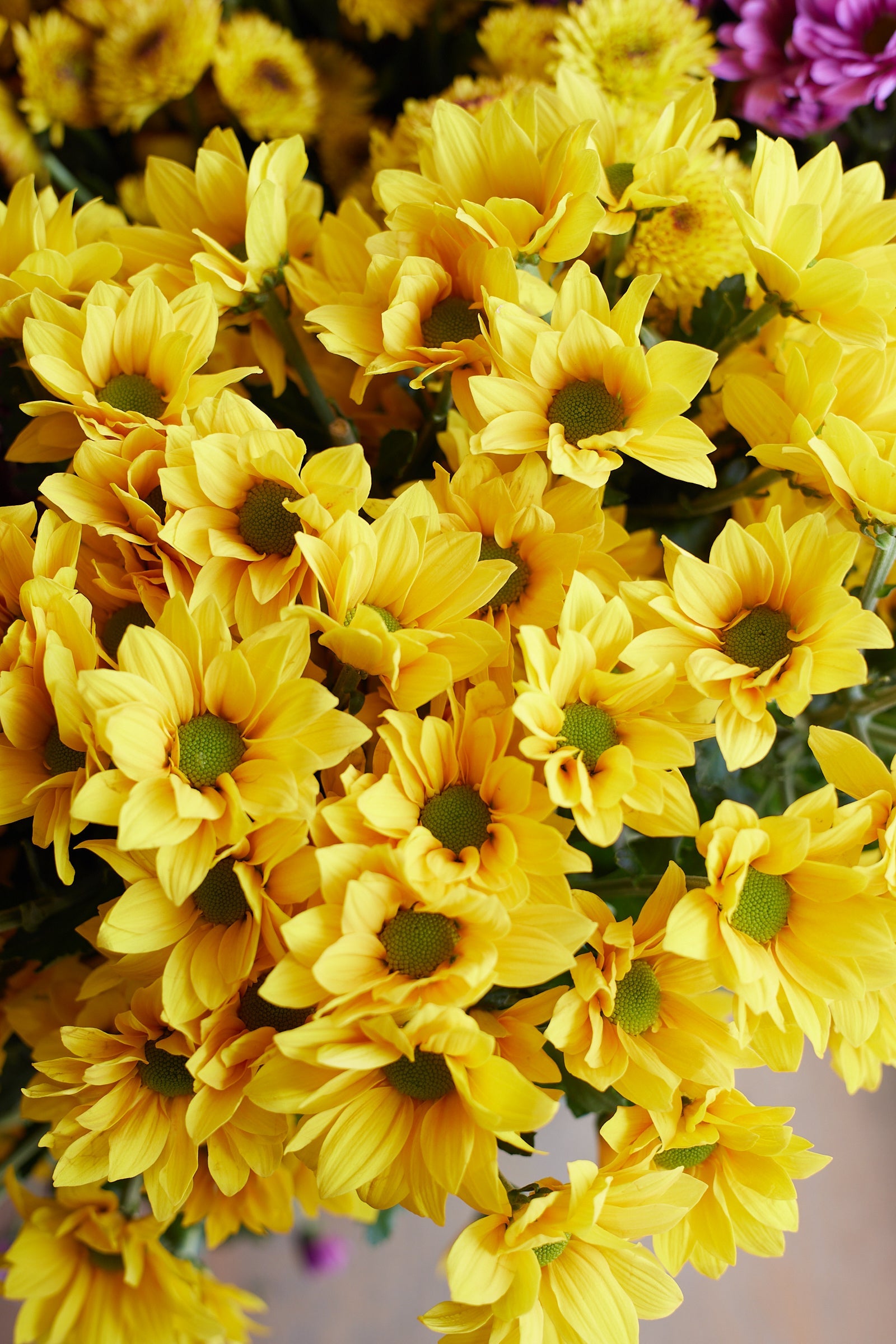 Chrysanthemum