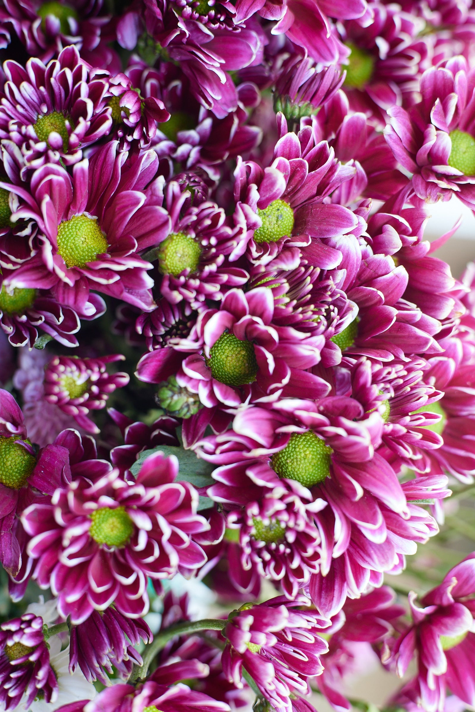 Chrysanthemum