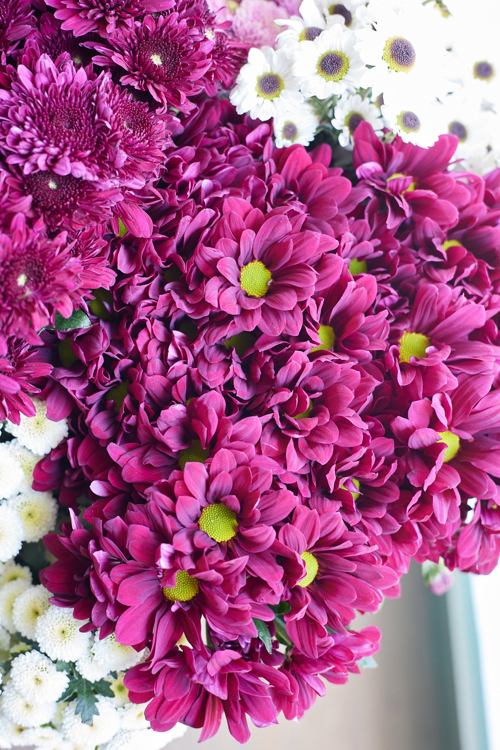 Chrysanthemum
