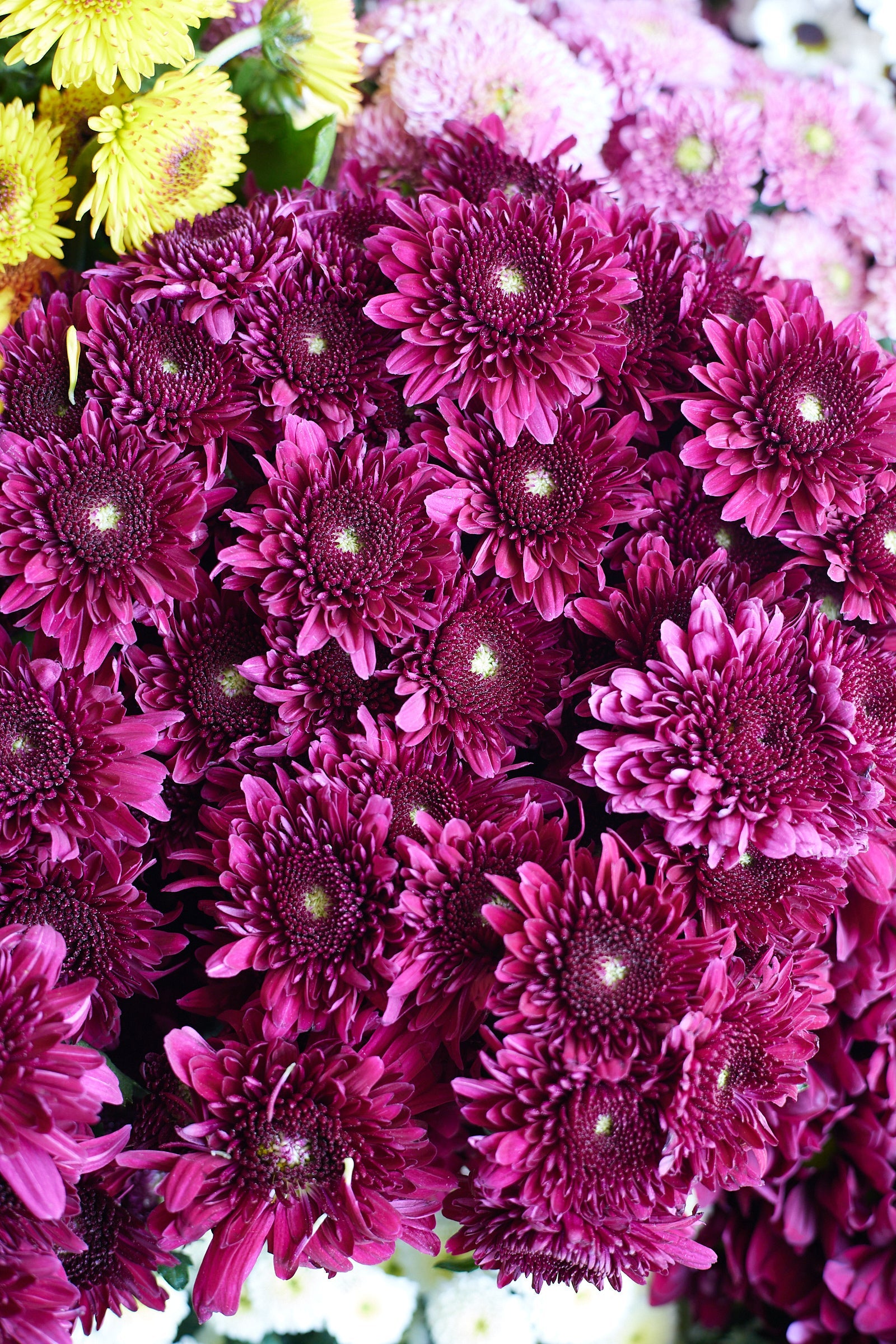 Chrysanthemum