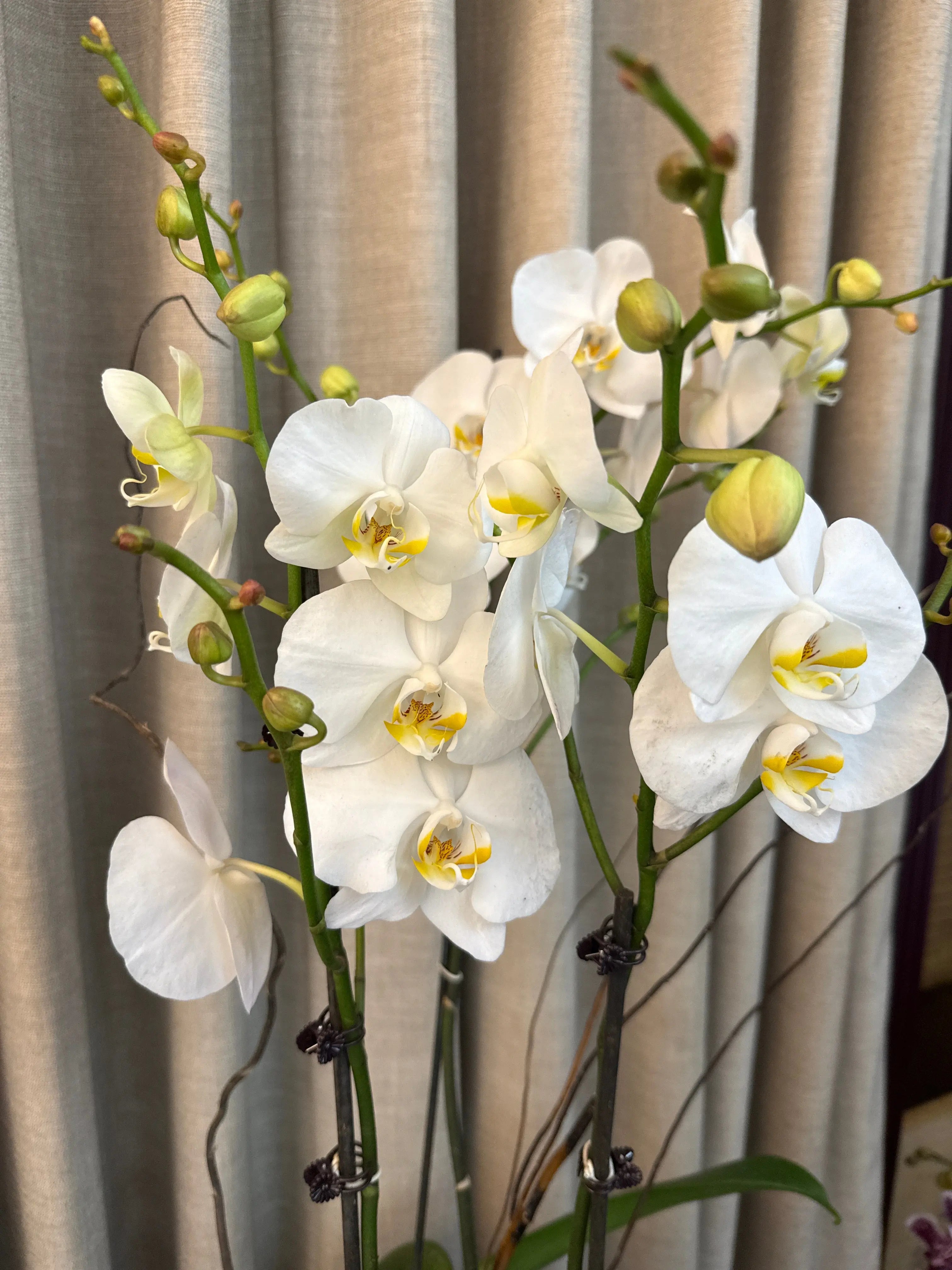 Phalaenopsis Pots - 3 stems Misty Snow 1magnolialane