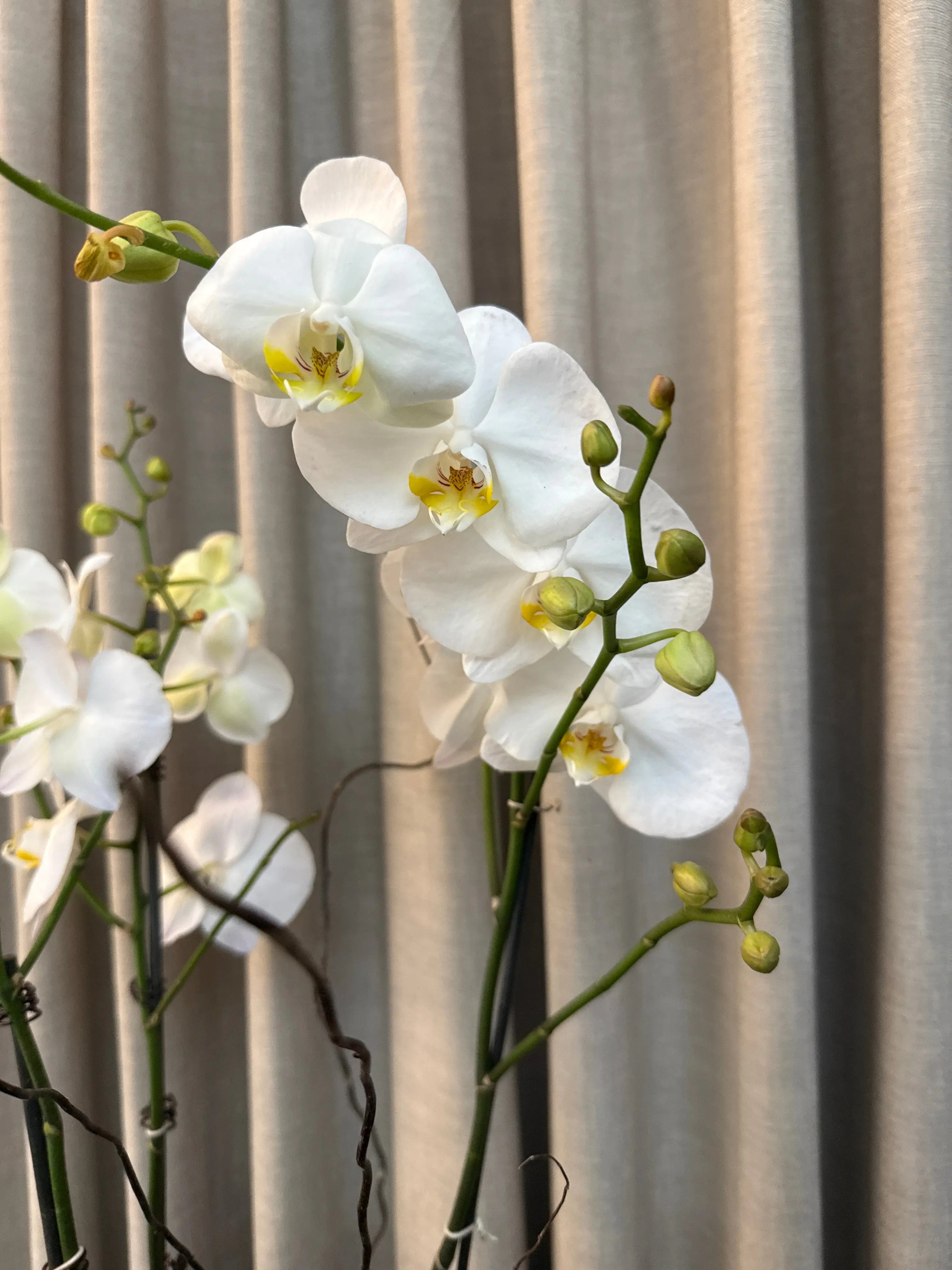 Phalaenopsis Pots - 3 stems Misty Snow 1magnolialane
