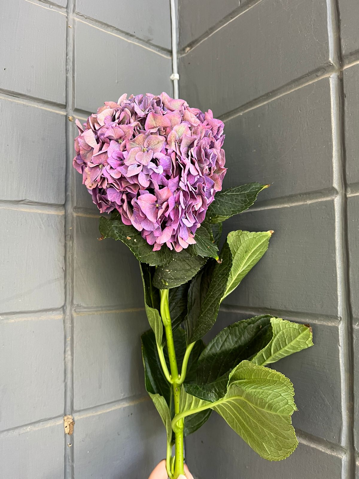 Hydrangea