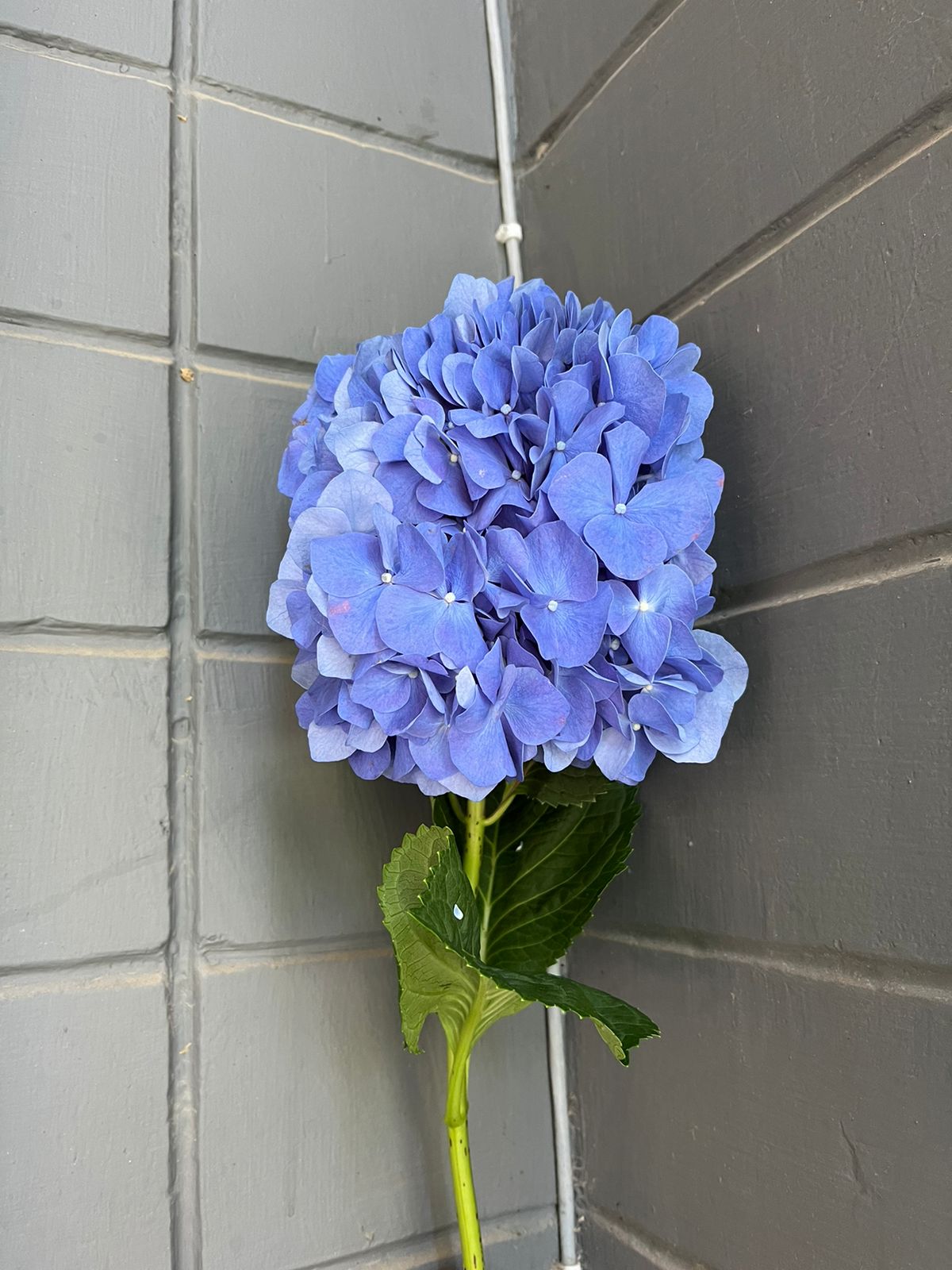Hydrangea