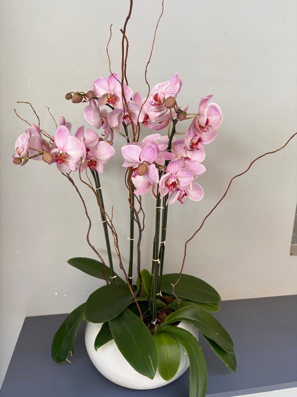 Phalaenopsis Plants - Pink