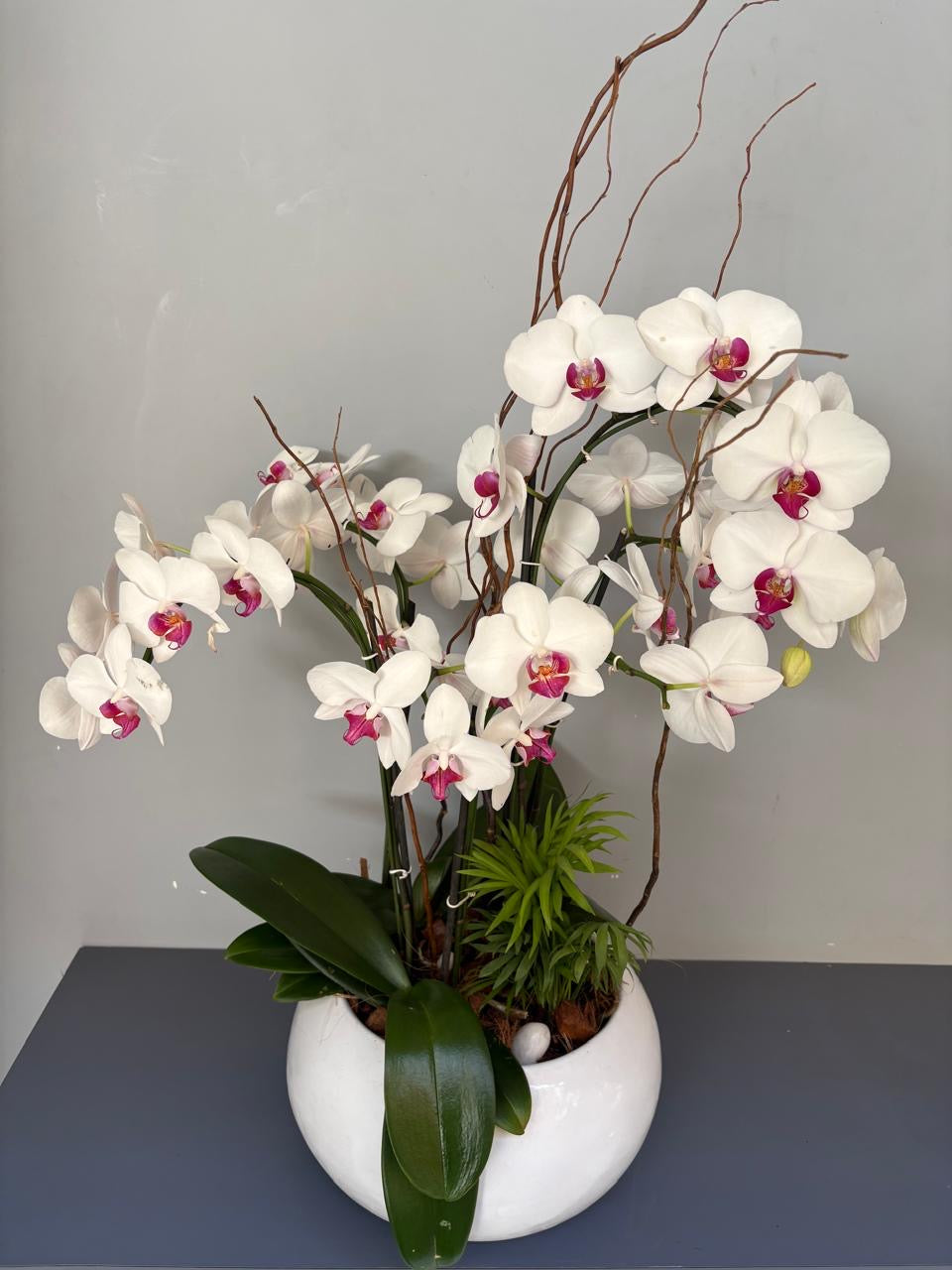 Phalaenopsis Plants - white