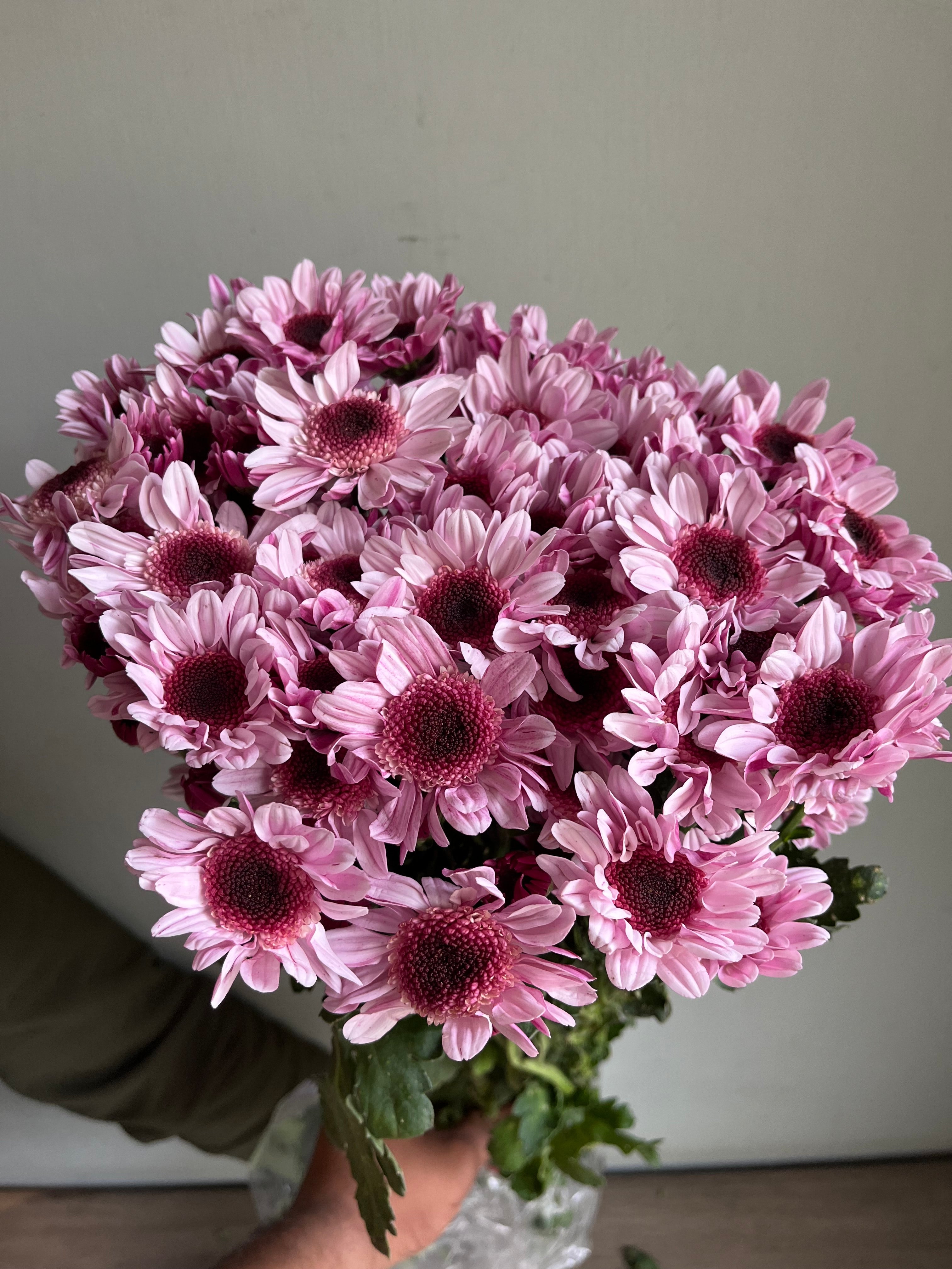 Chrysanthemum
